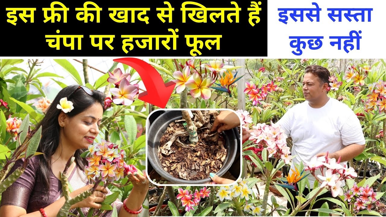 Free की एक मुट्ठी खाद से चंपा 🌸 पर हजारों फूल, Plumeria Secret: Banana Peel Fertilizer🍌