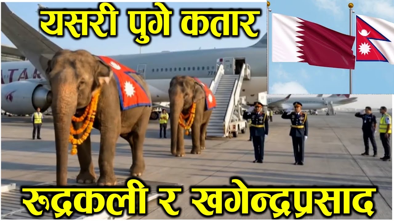 नेपालका २ हात्ती रुद्रकलि र खगेनद्रप्रसाद यसरी पुगे कतार || nepal to Qatar 2 elephants || news today