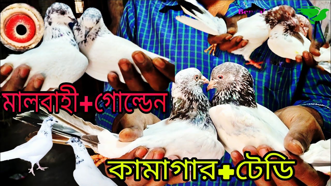 মালবাহী+গোল্ডেন+কামাগার+টেডি কবুতর // Malwai+Golden+Kamagar+Teddy Pigeon .. Bengal Pigeon..