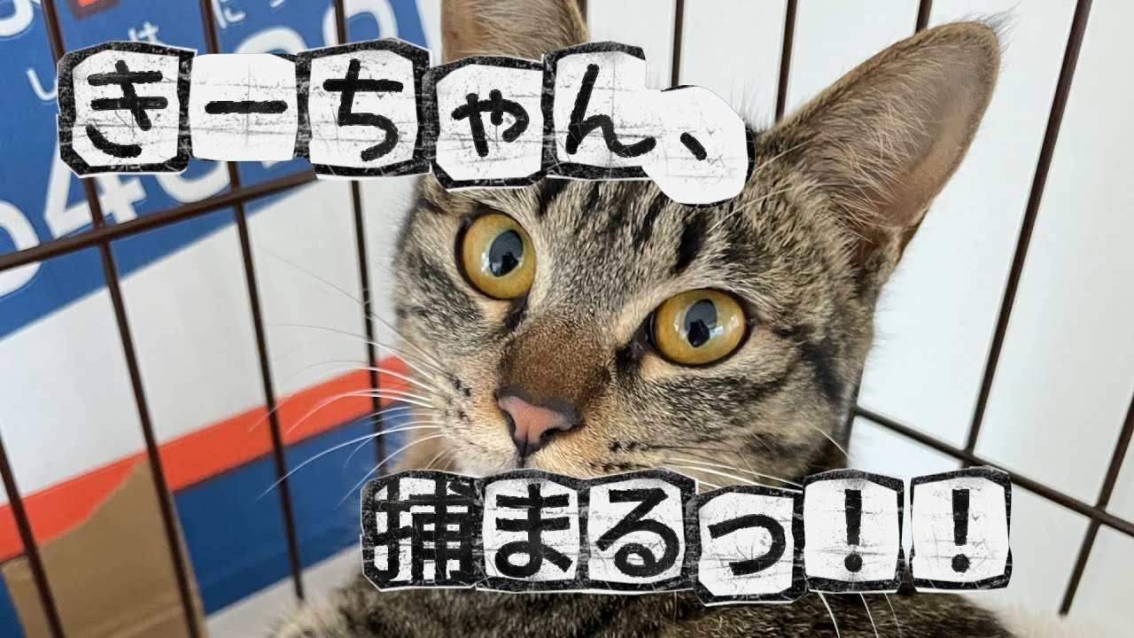 きいこ、捕まる。
