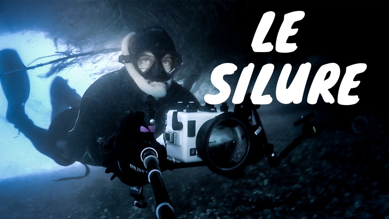 Le plus gros poisson de nos rivières! ( Silure Glane)