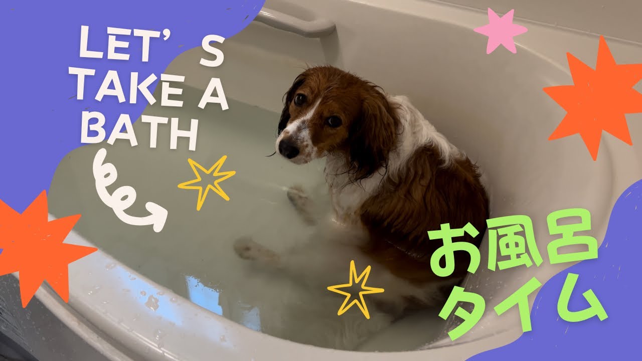 Let’s take a bath! お風呂が好き過ぎる愛犬コーイケルホンディエ　KIKI