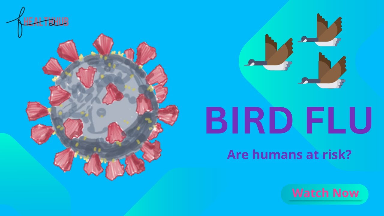 Bird Flu Made Simple: What You Need to Know Animation