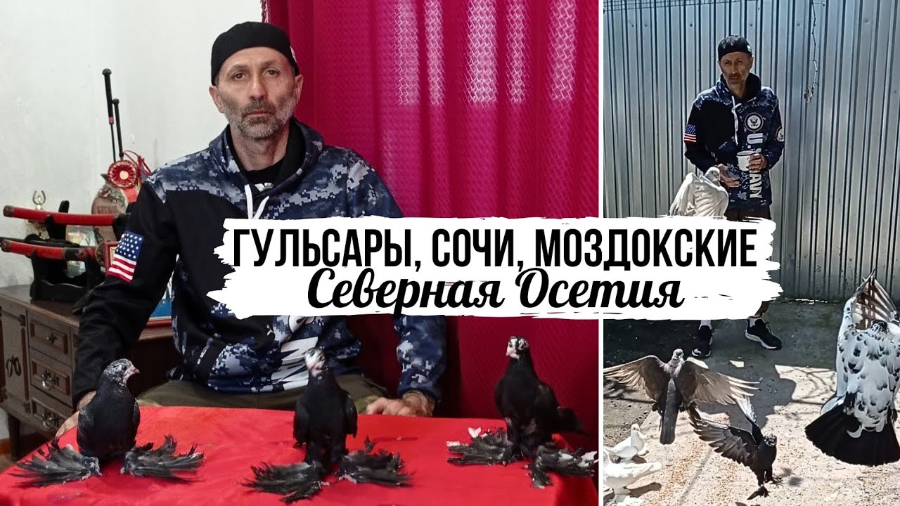 ТРЕСК, СТОЛБЫ 🔥 Бойные голуби Алана, Северная Осетия. Среднеазиатские Гульсары, Сочи, Моздокские
