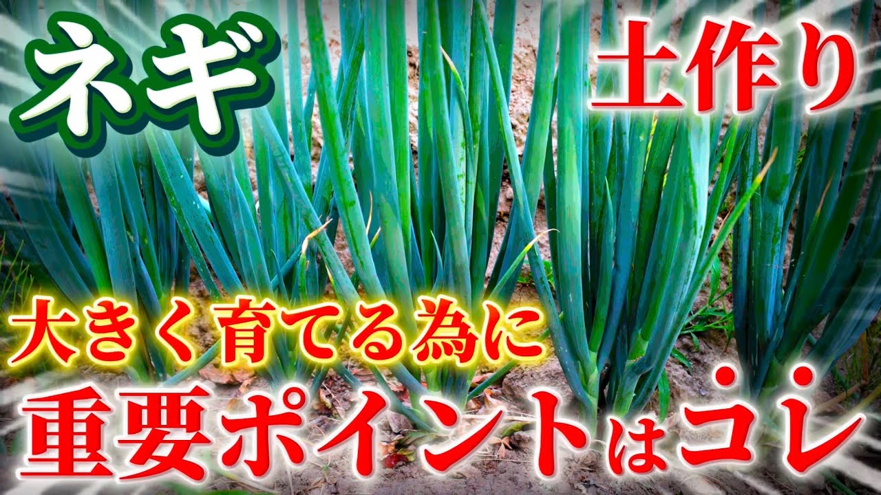 【ネギ】大きく育てる為の土作りはコレを意識して下さい。適切な土質や投入する資材について詳しく話します