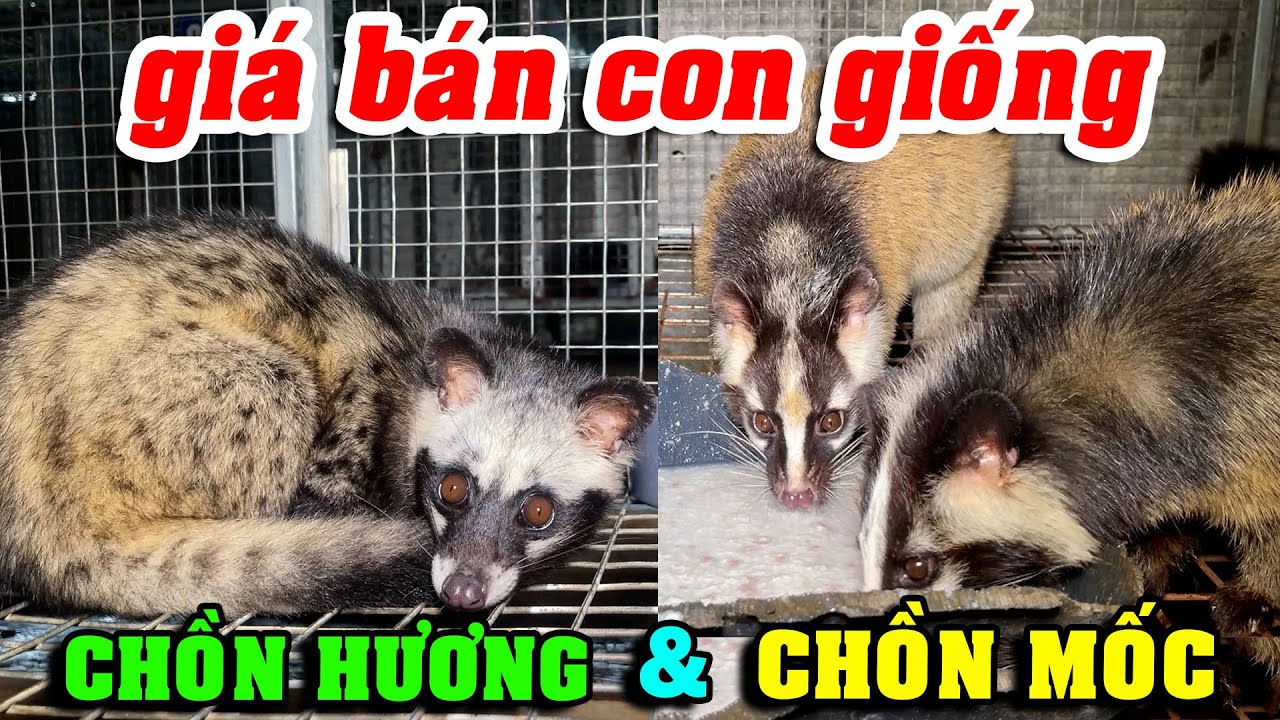 GI&Aacute; B&Aacute;N CHỒN HƯƠNG GIỐNG V&Agrave; CHỒN MỐC GIỐNG MỚI NHẤT V&Agrave; N&Ecirc;N NU&Ocirc;I LOẠI CHỒN N&Agrave;O CHO HIỆU QUẢ KINH TẾ