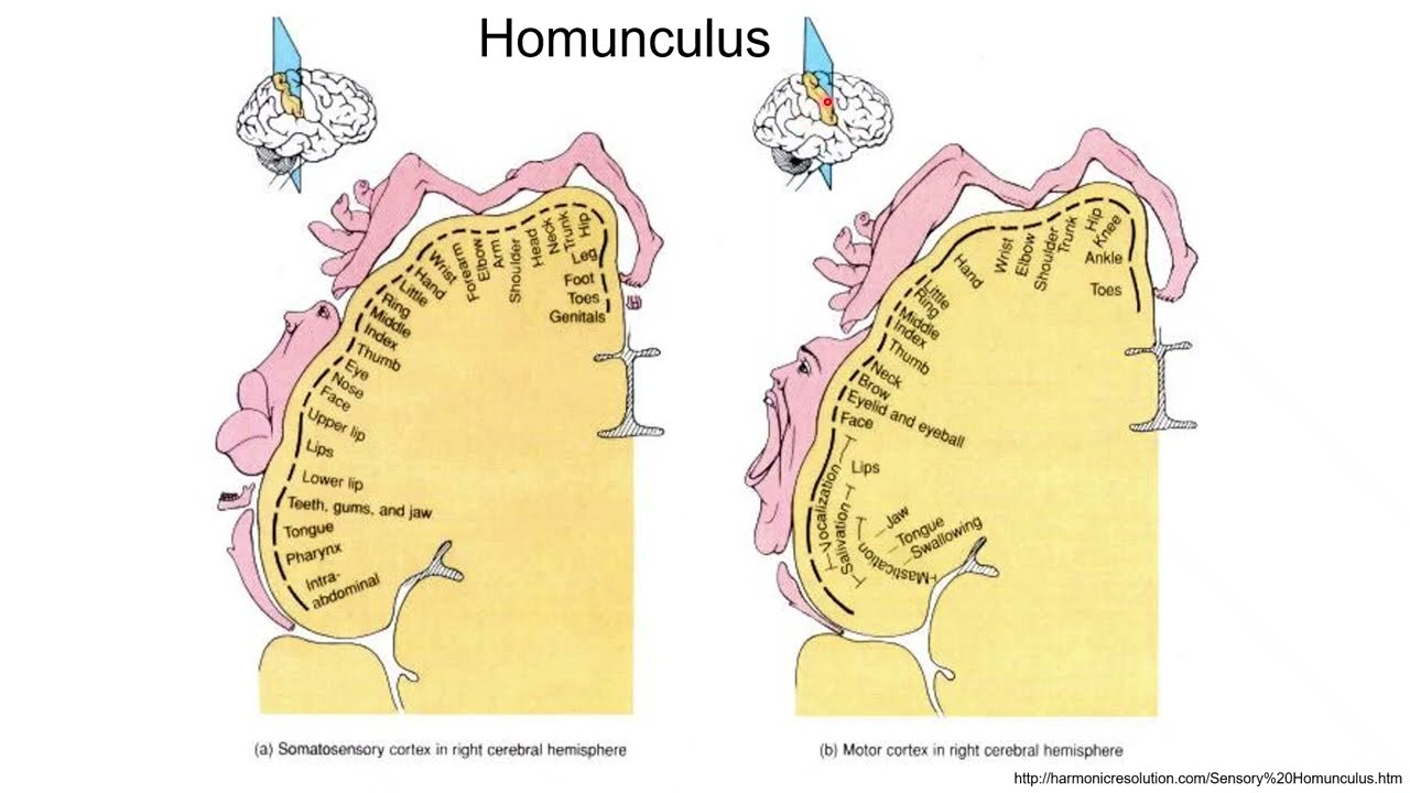 Neurobiology 1.9: Homunculus