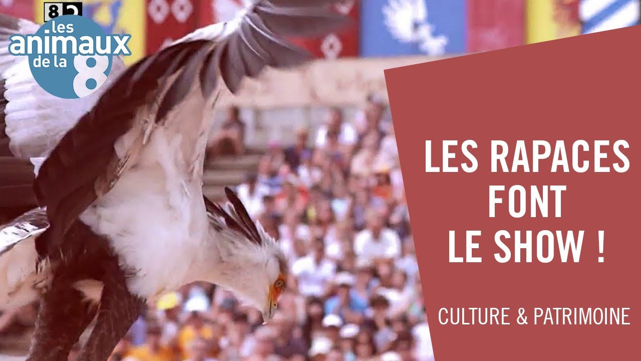 Les rapaces font le show au Puy du Fou - Les Animaux de la