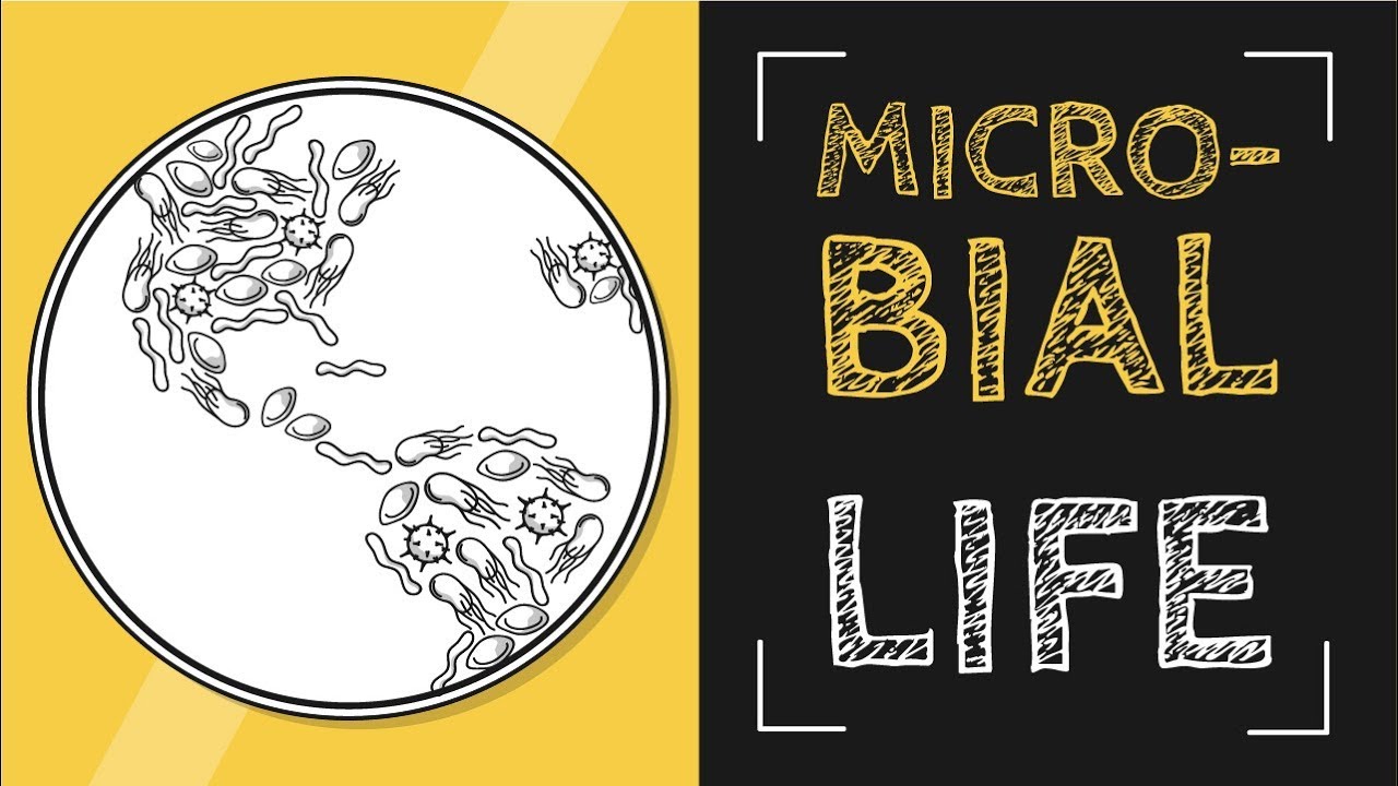 Microbial Life SONG | Bacteria, Virus, Protozoa, & Fungus