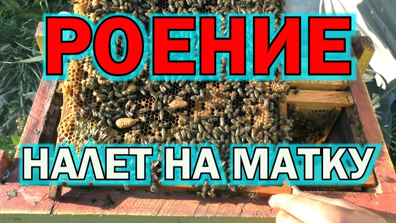 РОЕНИЕ. НАЛЕТ НА МАТКУ.