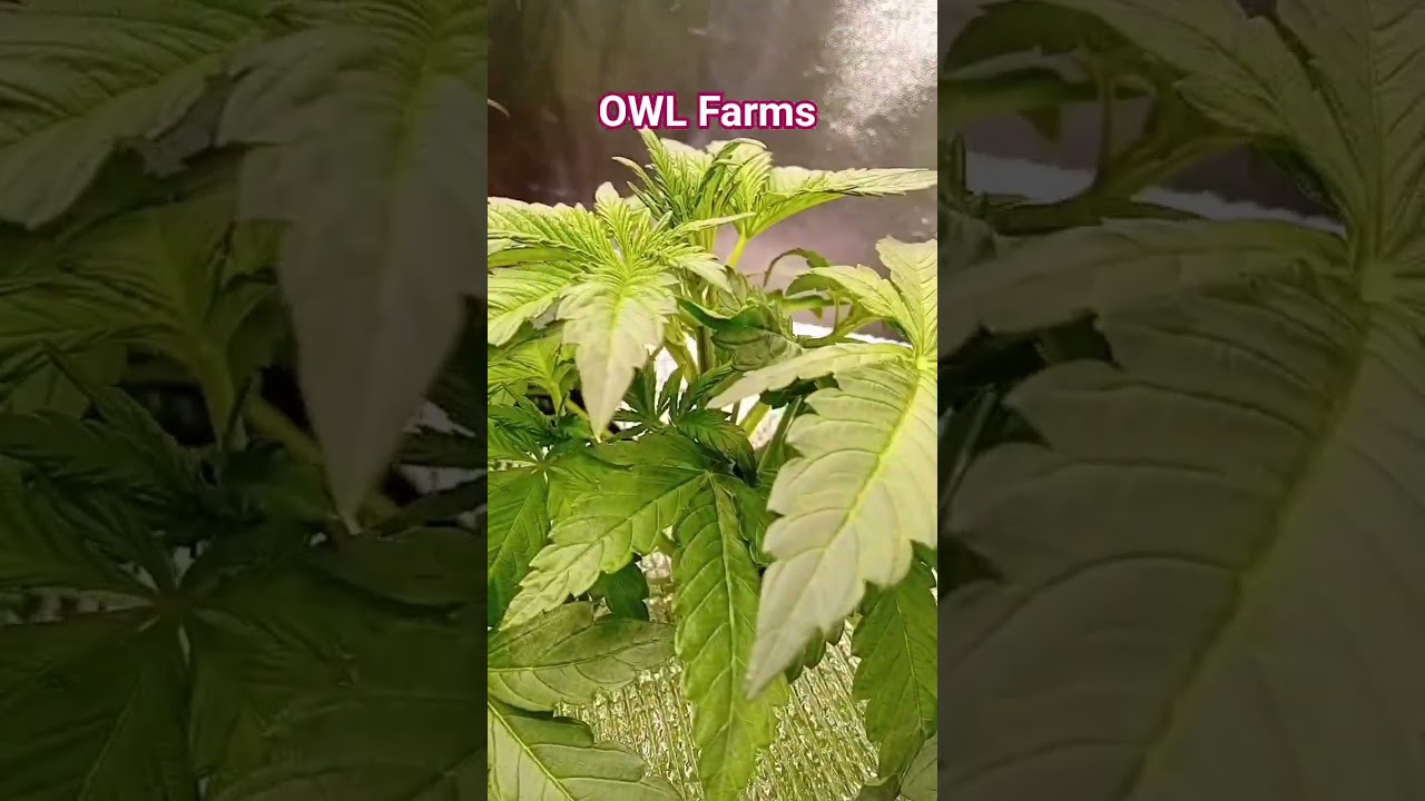 Banana Purple Punch OWL Farms