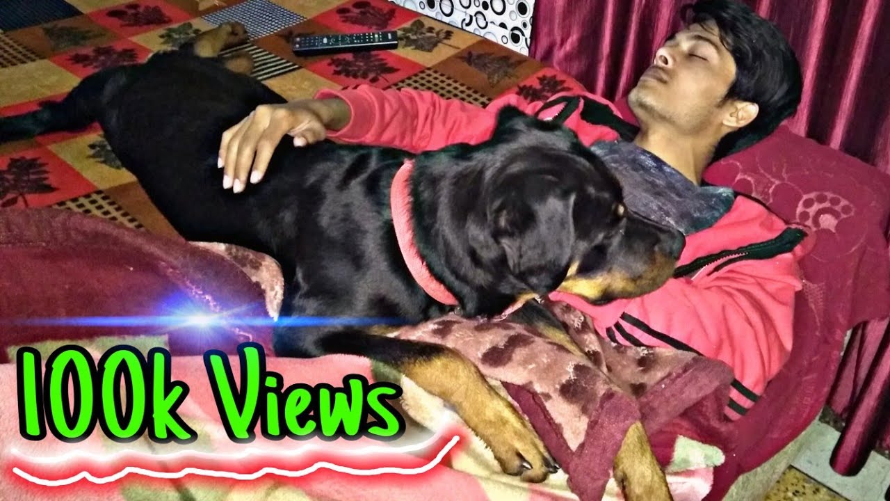 How to Train Your Dog Stay and  Food Permission || Dog video || Roxy || Cheeni || Review reloaded