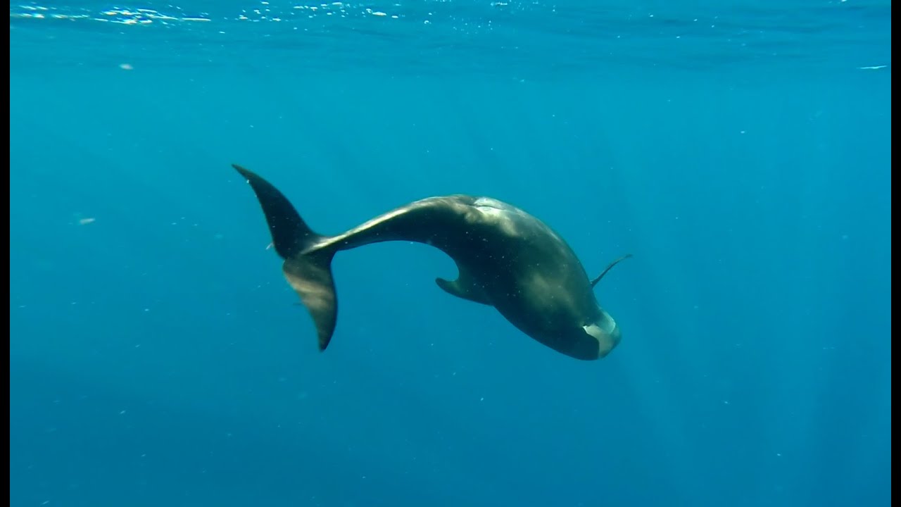 FD - Apneaman@Canaries 2014 - Fauna of the Canary Islands