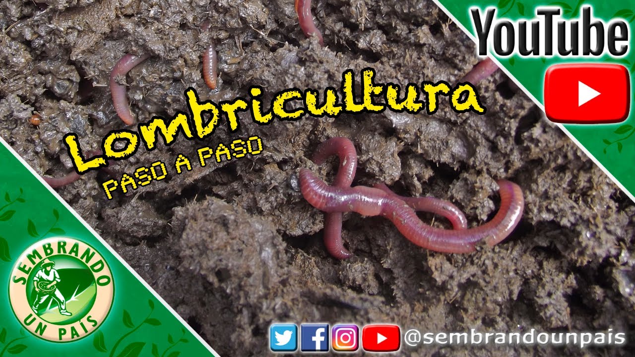 Todo Sobre Lombricultura