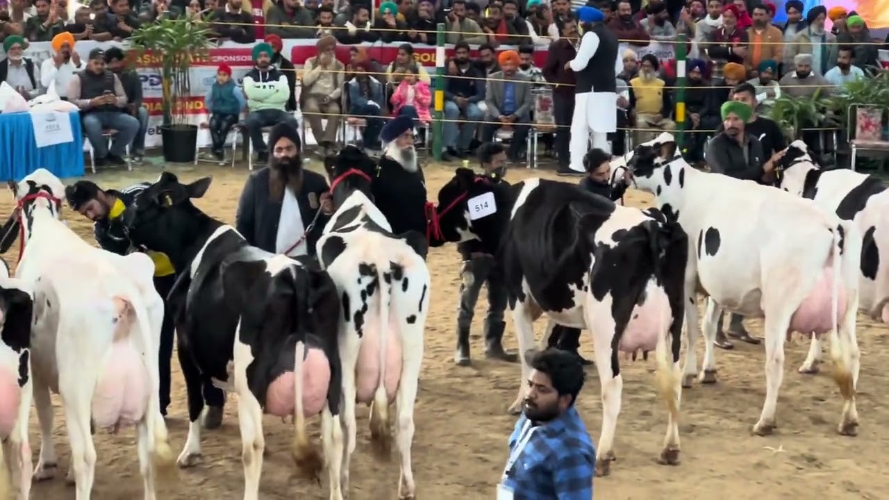 PDFA mela jagraon 2024 1st prize 🏆 winner cow, breed competition bigg cow’s #dairyfarm #pdfajagraon