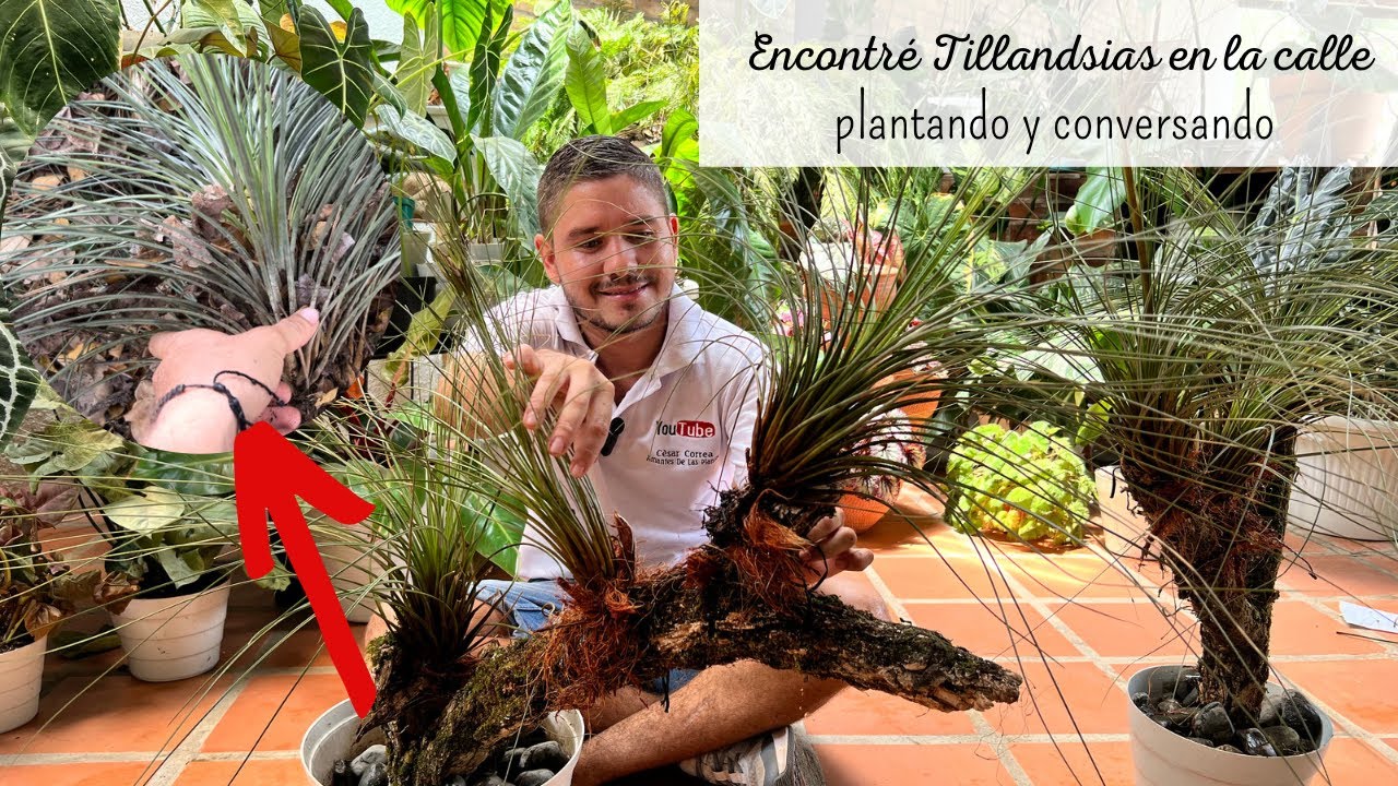Rescatando PLANTAS AÉREAS de la calle lo que hice te ENCANTARÁ |  Plantando y conversando