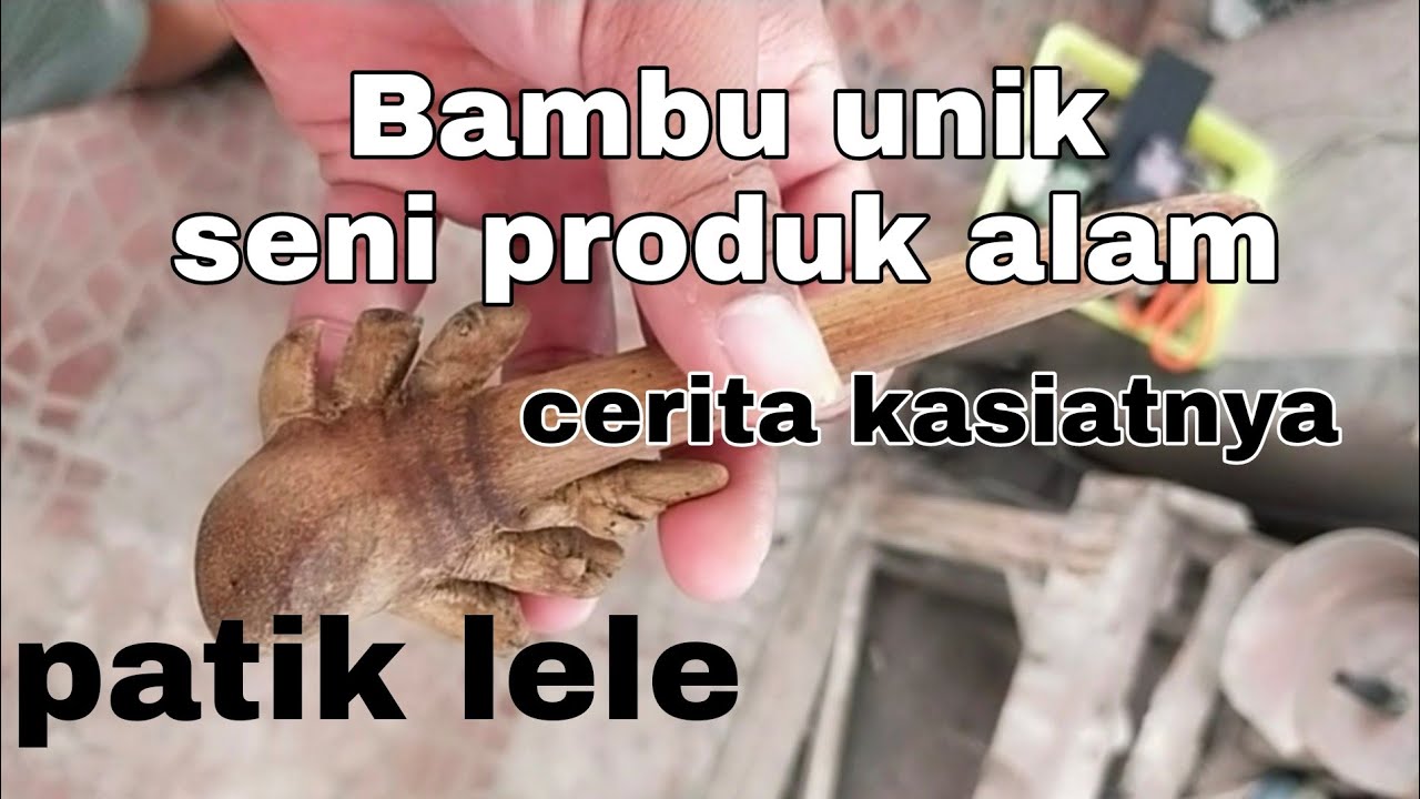 Konon ini tuah bambu patil lele.bambu unik seni alam