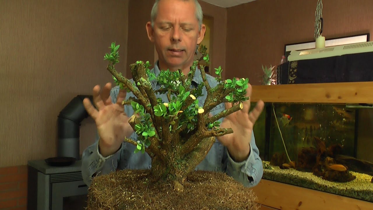 We make a big new Bonsai Boxwood Buchsbaum with Detlef