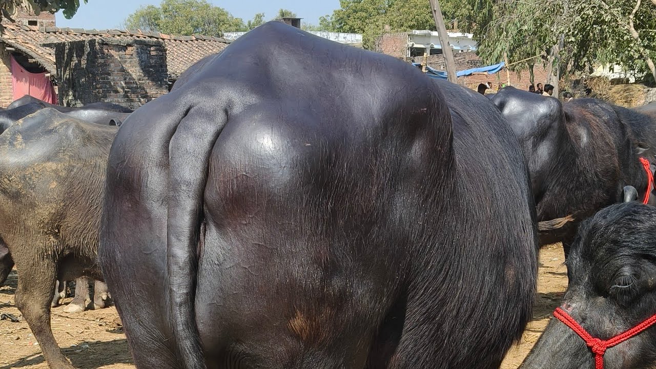 Pashu Bajar Mauhariya is live मौहरिया बाजार लाइव आप सभी का हार्दिक स्वागत है#@