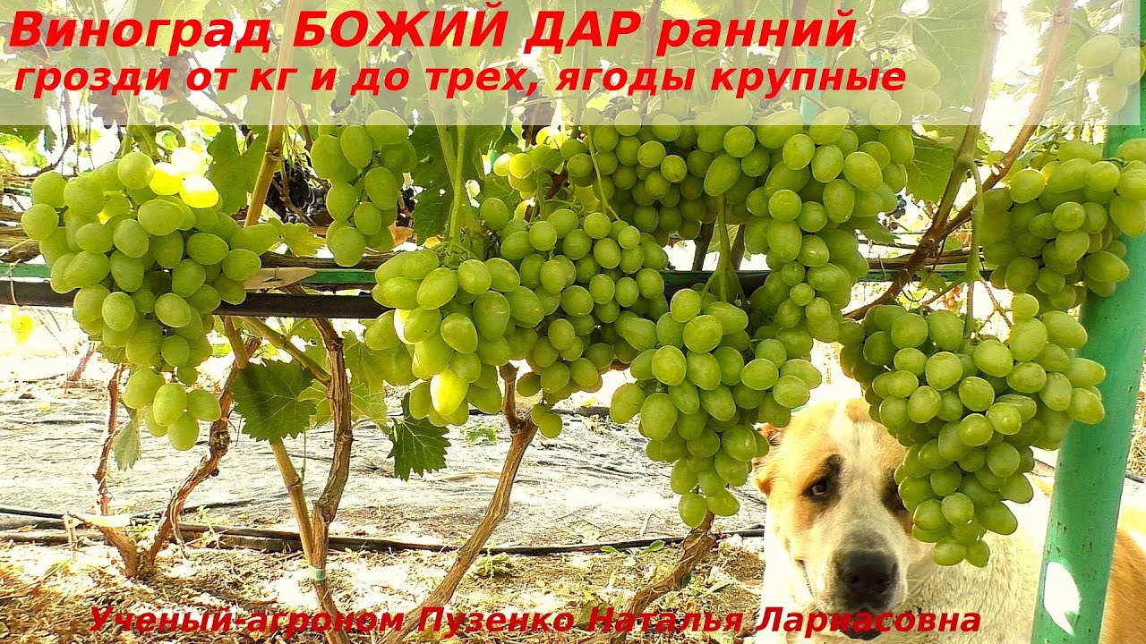 Виноград БОЖИЙ ДАР  огромные грозди  от 1 кг до трех, приятный вкус и высокая устойчивость (Пузенко)