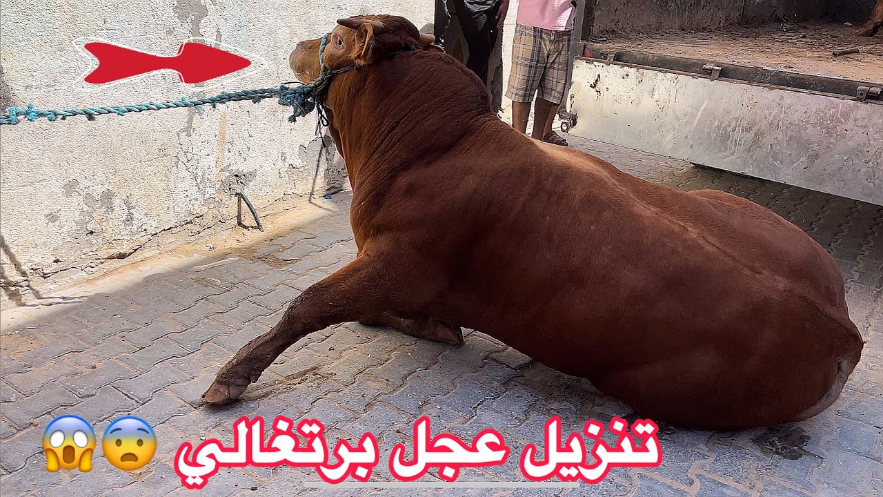 تنزيل عجل برتغالي من الشاحنة