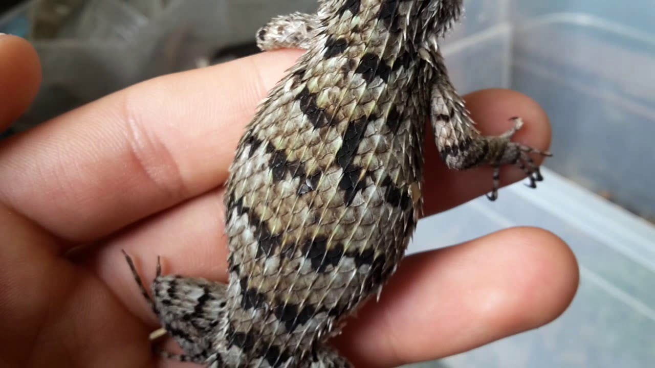 Sceloporus malachiticus : observation femelle
