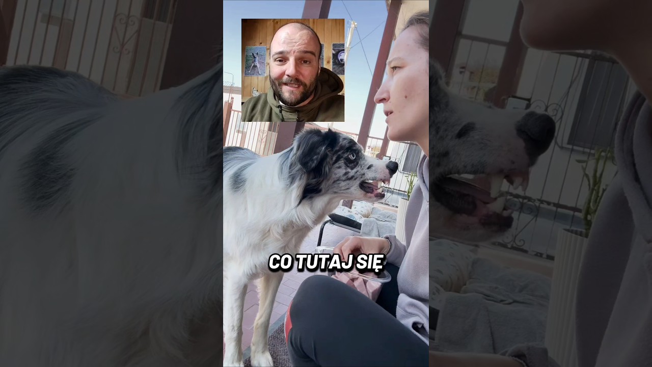 Czy ten pies pilnuje zasobu? Czy ta Pani ma z nim problem. #szkoleniepsa #behawiorysta #pies