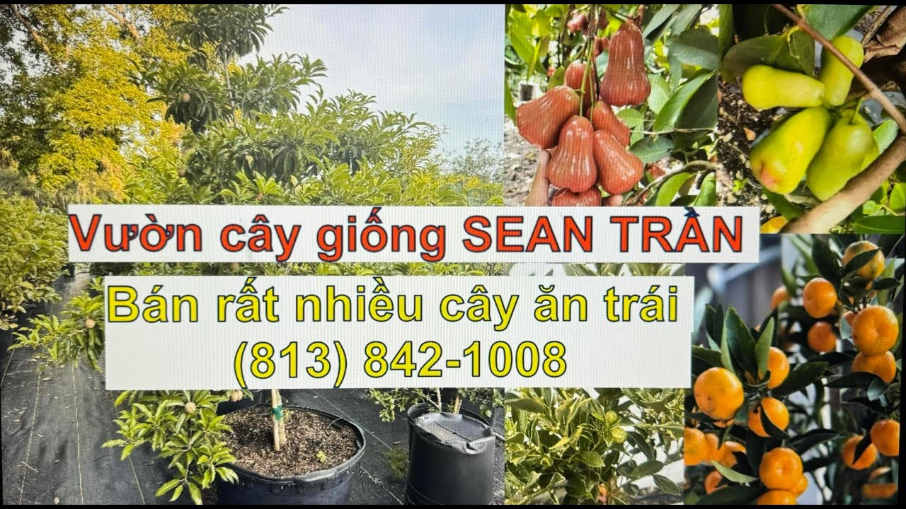 Vườn cây Sean Trần Florida/ ship tận nhà và đang có giá rất hời khi mua 2 cây trở lên/ mùa cây trái