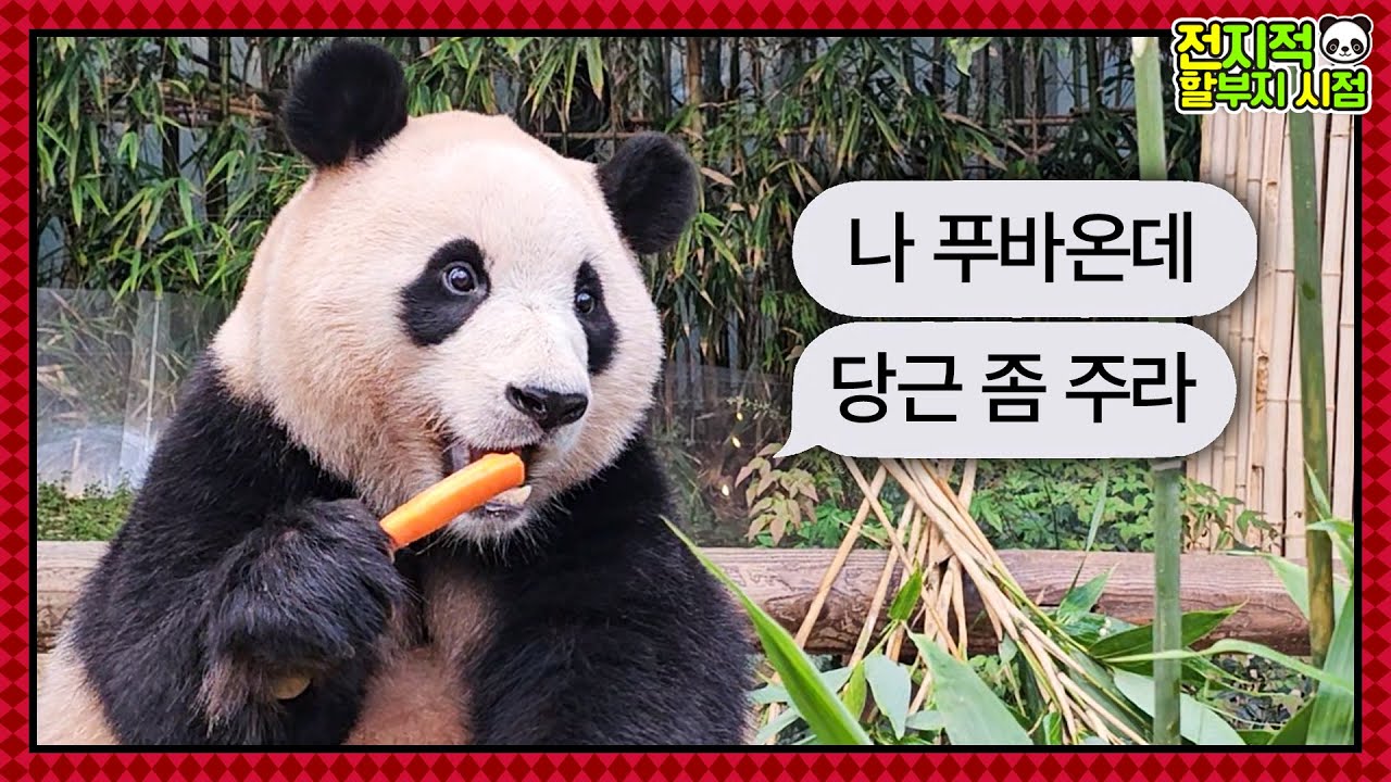 (SUB) Привет, это Фубао! Пожалуйста, дайте мне немного моркови🥕│ Мир панд🐼