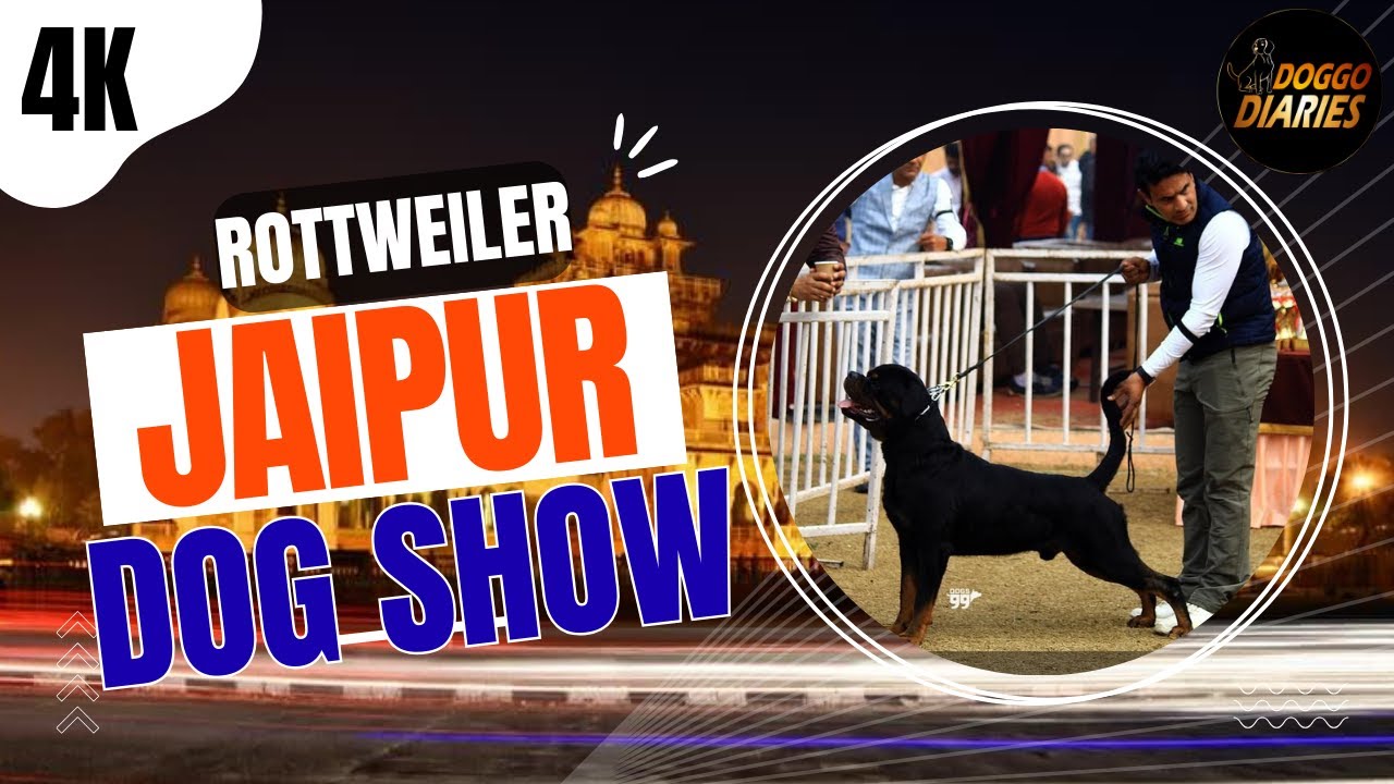 Jaipur Dog Show | Rottweiler Championship Ring | Judge: Tony wu | 11 Jan 2026 | Doggo Diaries