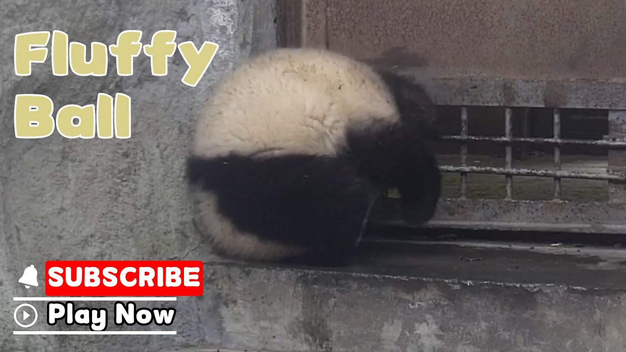 Panda Rolling Itself Into A Fluffy Ball | iPanda