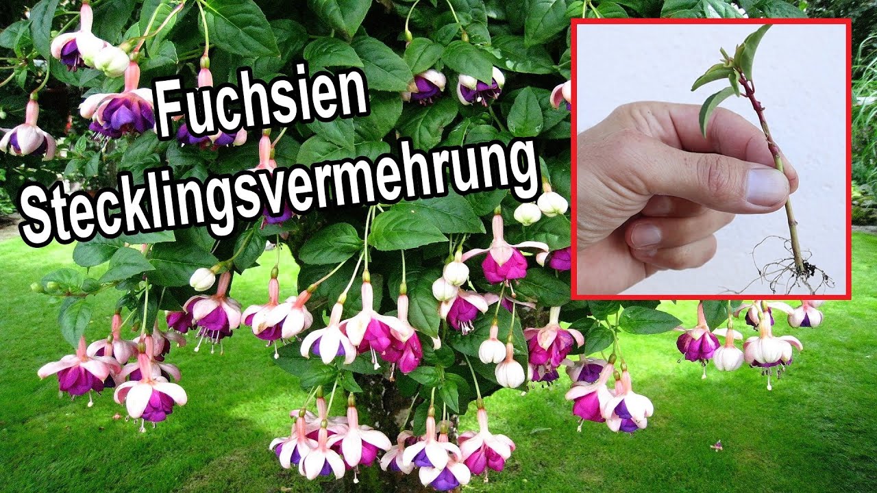 Fuchsie selber ziehen &ndash; Fuchsien durch Stecklinge vermehren -  YouTube Anleitung