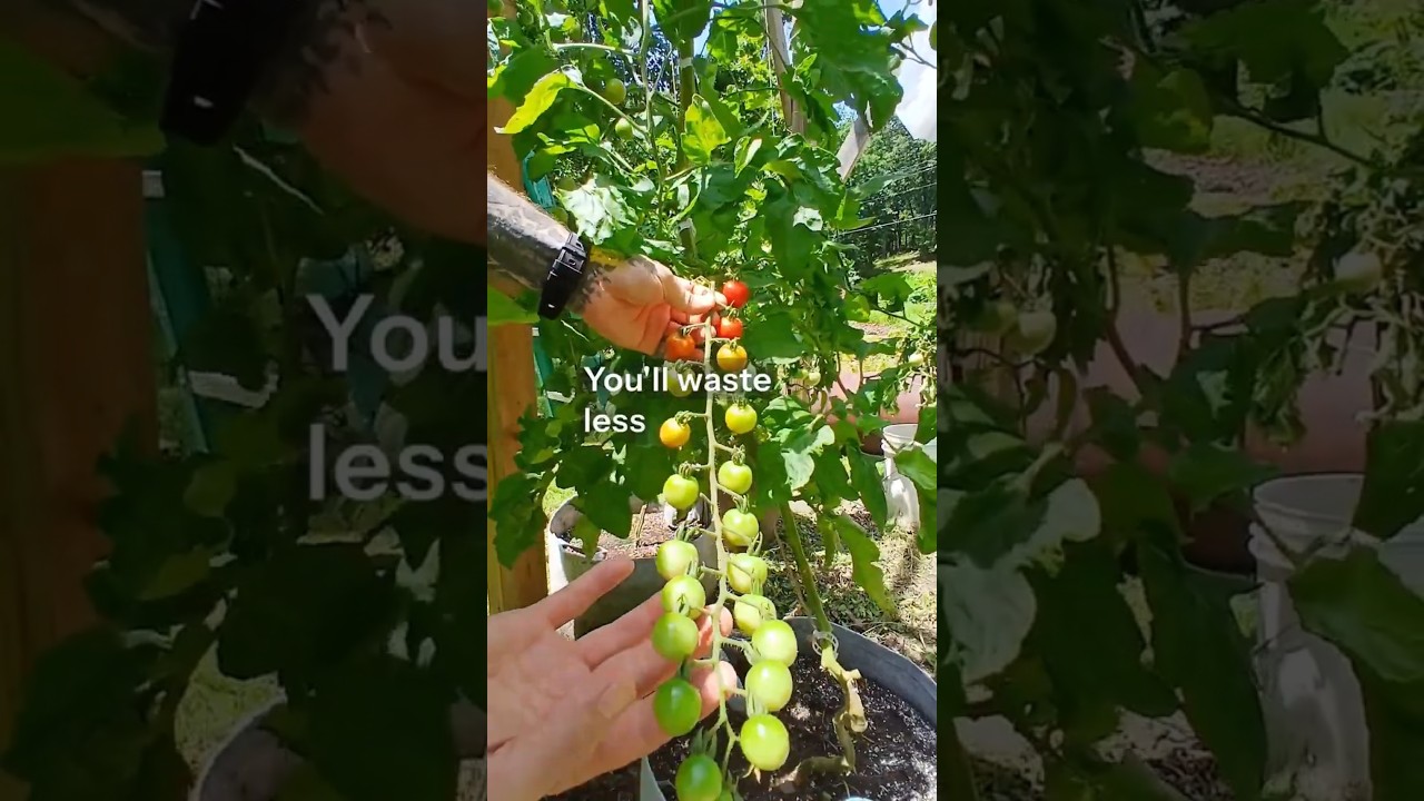 When to Harvest Cherry Tomatoes 🍅 | Prevent Overripe Fruit & Store Longer!