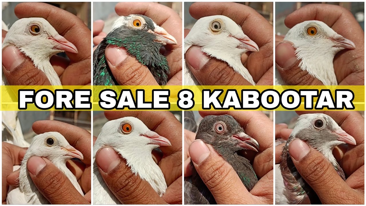 8 Punjabi Kabootar Fore Sale 🔥 @AkashDhoundiyal-u1b 