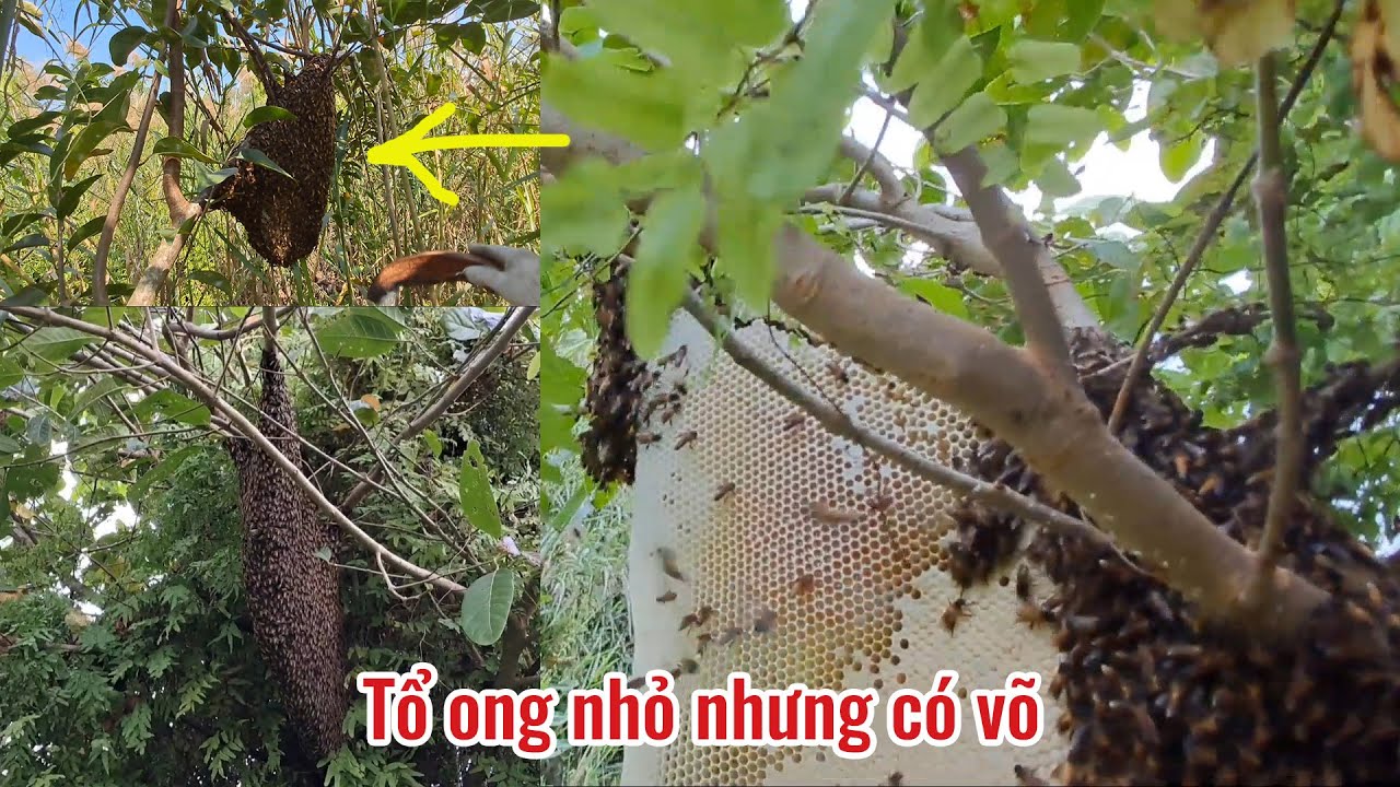 Một ngày mai mắn trúng được luồn mật ong đầu mùa quá đẹp,  công sức tìm cả ngày|Săn Bắt Bốn Mùa|