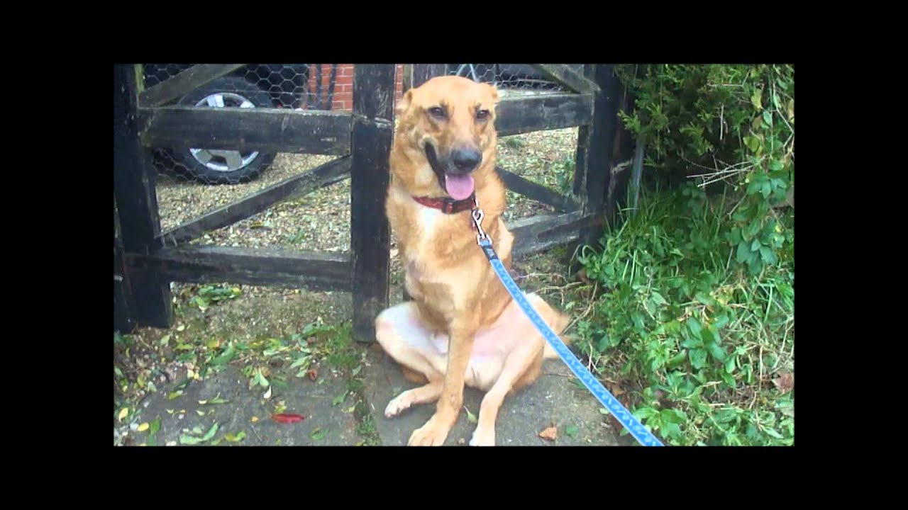 Tripawds UK