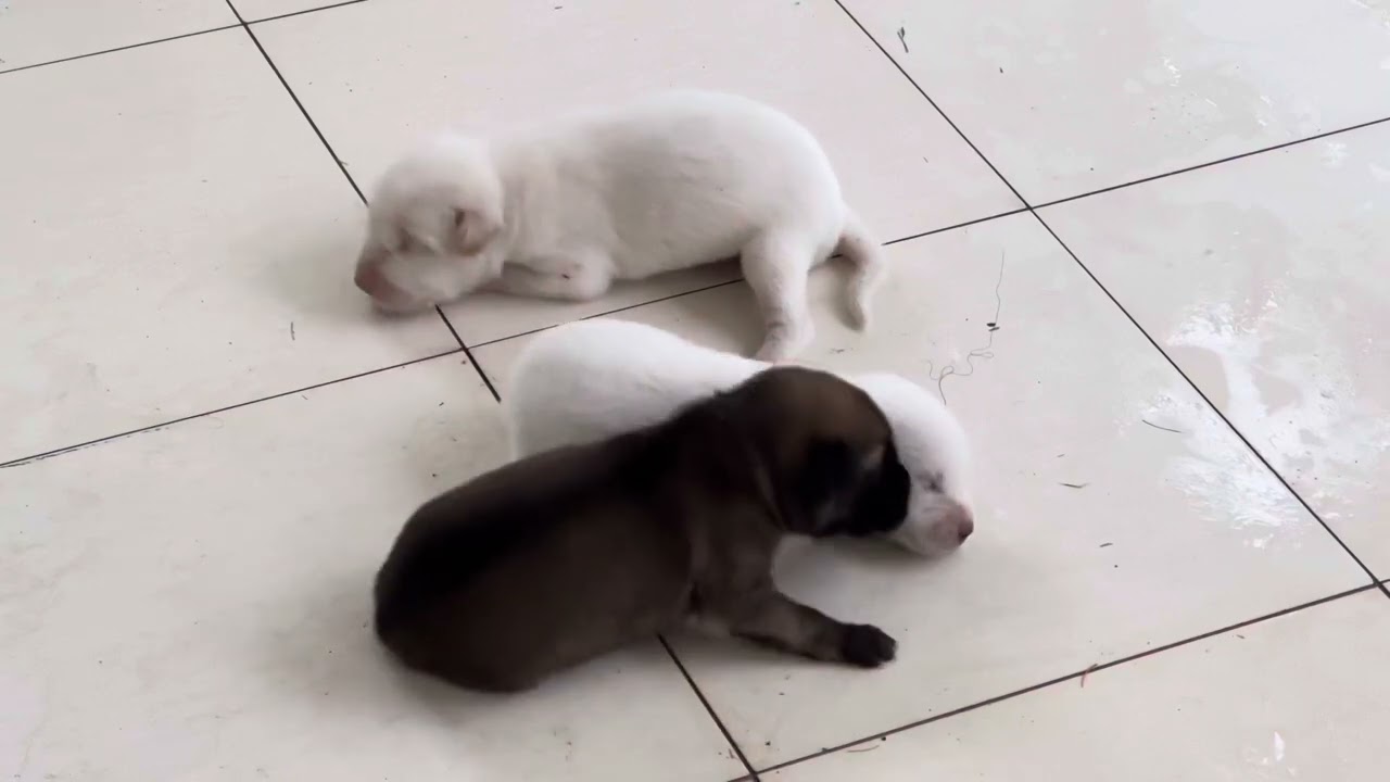 Mother dog picks up puppy
