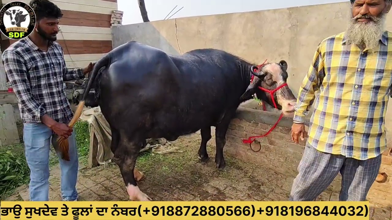 #date (20-02-26)ਭਾਉ ਸੁਖਦੇਵ ਸਿੰਘ ਵਲਟੋਹਾ ਤੇ ਫੂਲਾਂ ਆਗਿਆ ਤਿੰਨ ਝੋਟੀਆਂ ਇੱਕ ਨੀਲੀ ਰਾਵੀ ਨਸਲ ਦੀ 