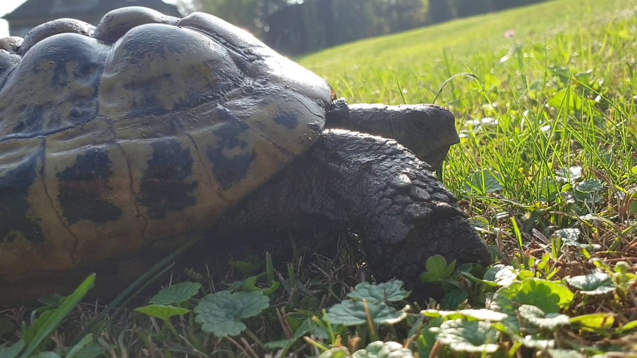 Tiervlog#1