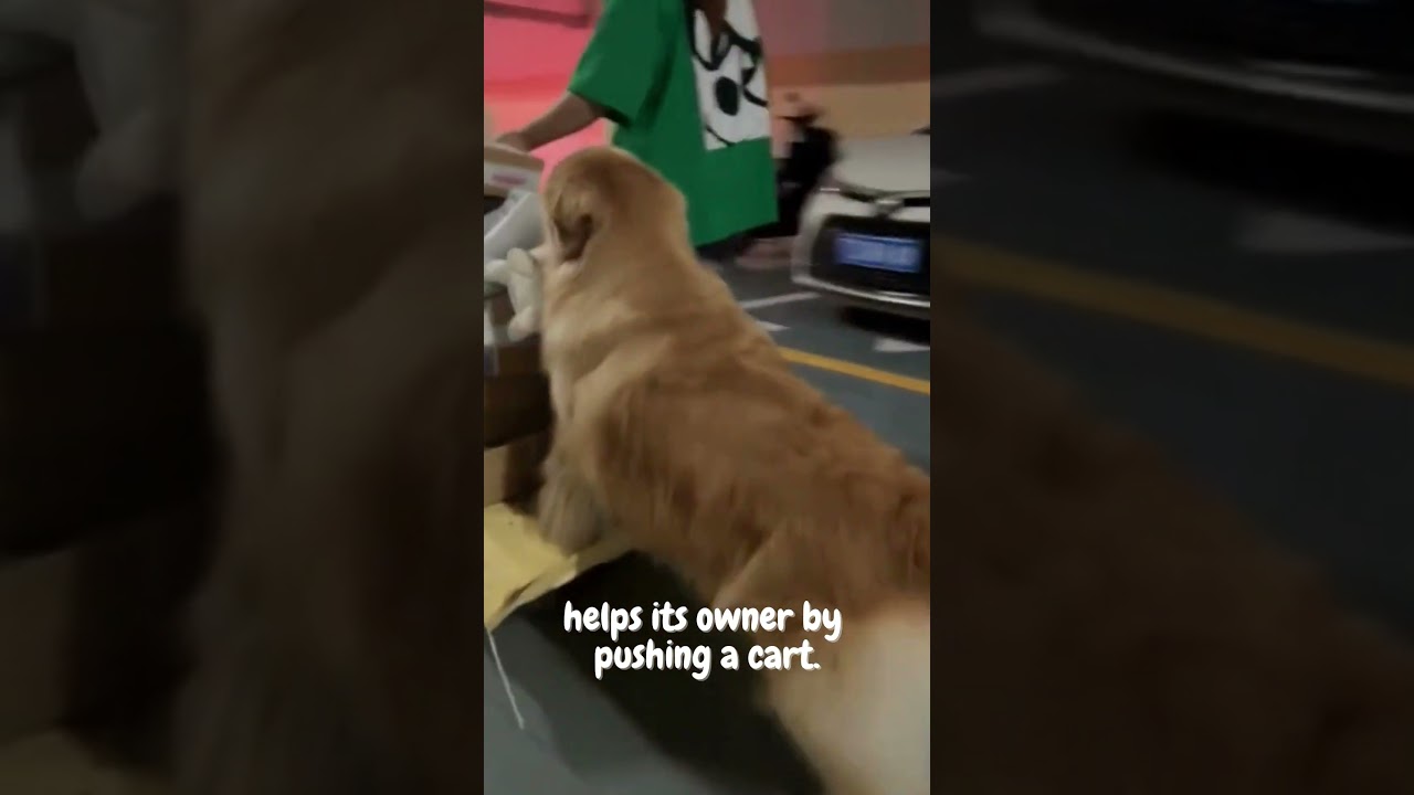 Incredible Bond: Dog Pushes Cart for Owner!
