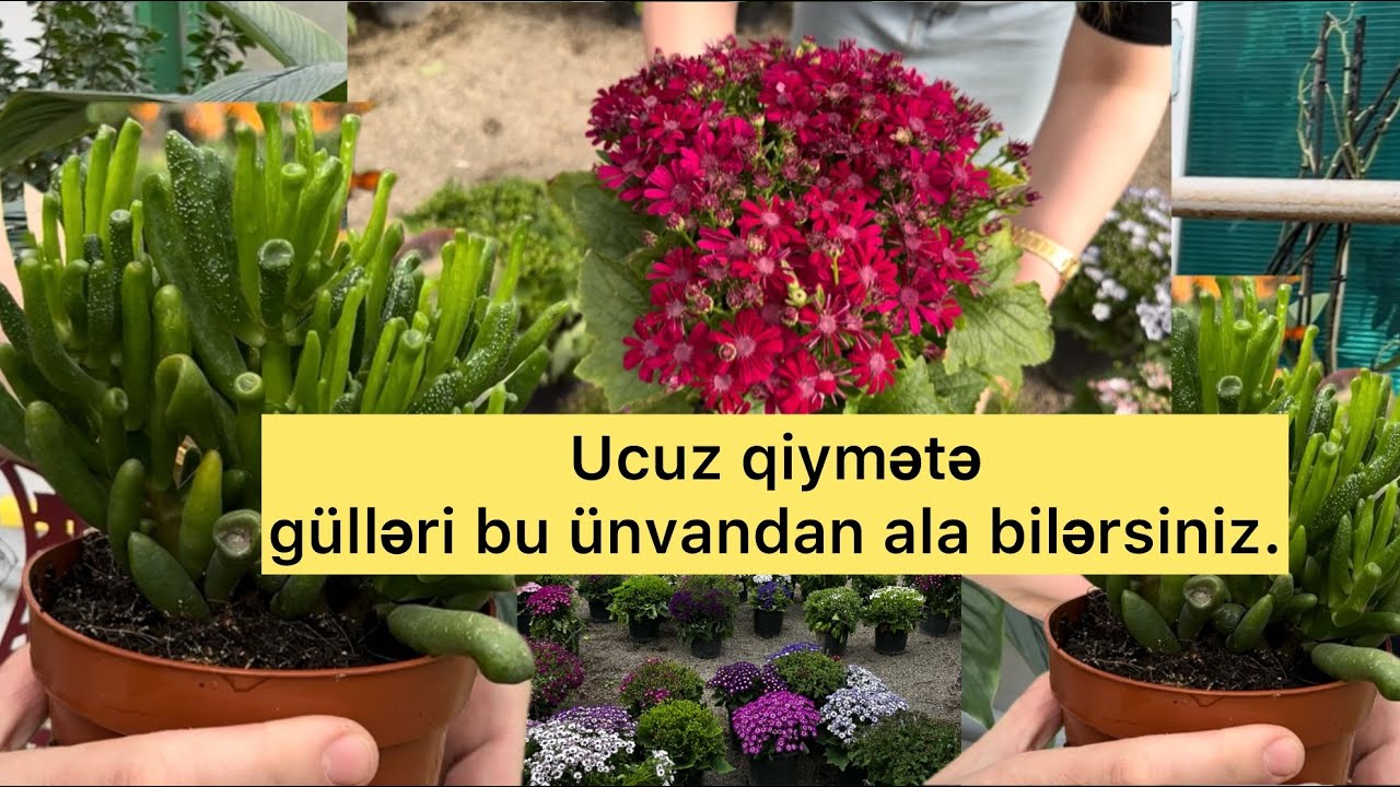 🔴TOPDAN SATIŞ qiymətinə🔴Dekorativ ağac🔴və GÜL mərkəzini siz də tanıyın. #vlog