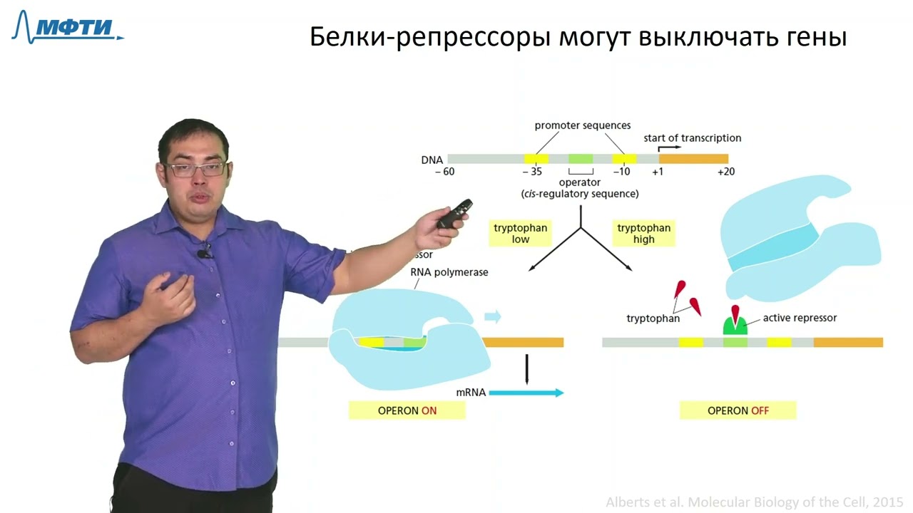 Лекция 3.2. Регуляция работы генов. Трофимов В.В., МФТИ (2021)