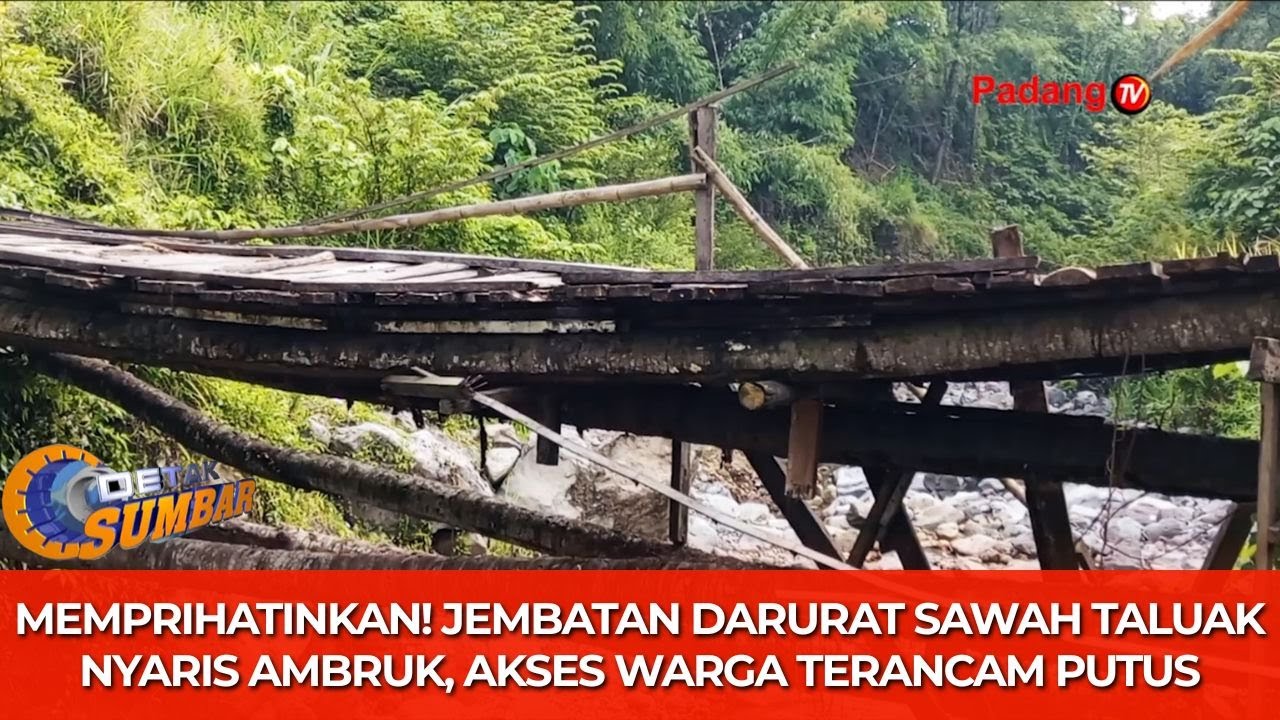 Viral! Warga Tanah Datar Bertaruh Nyawa Lewati Jembatan Darurat Sawah Taluak yang Lapuk