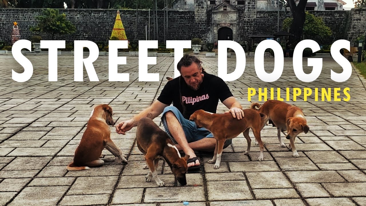 Street Dogs of the Philippines