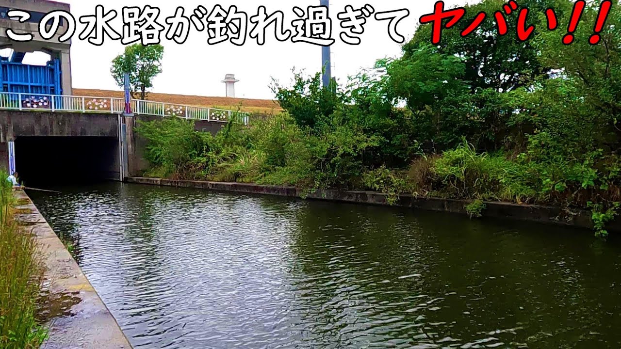 荒川に繋がる水路がヤバい・・・