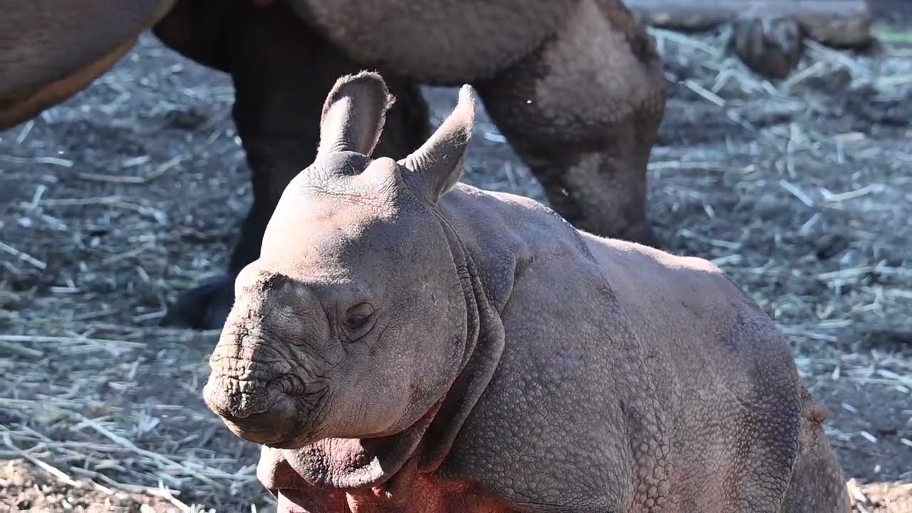 多摩動物園インドサイデコポンRhinoceros unicornis 2024年まとめ