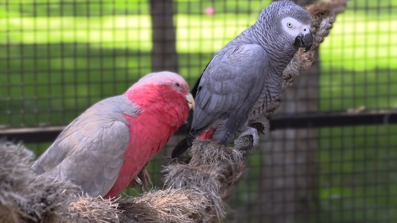 Bean the African Grey Meets Bondi the Galah Cockatoo