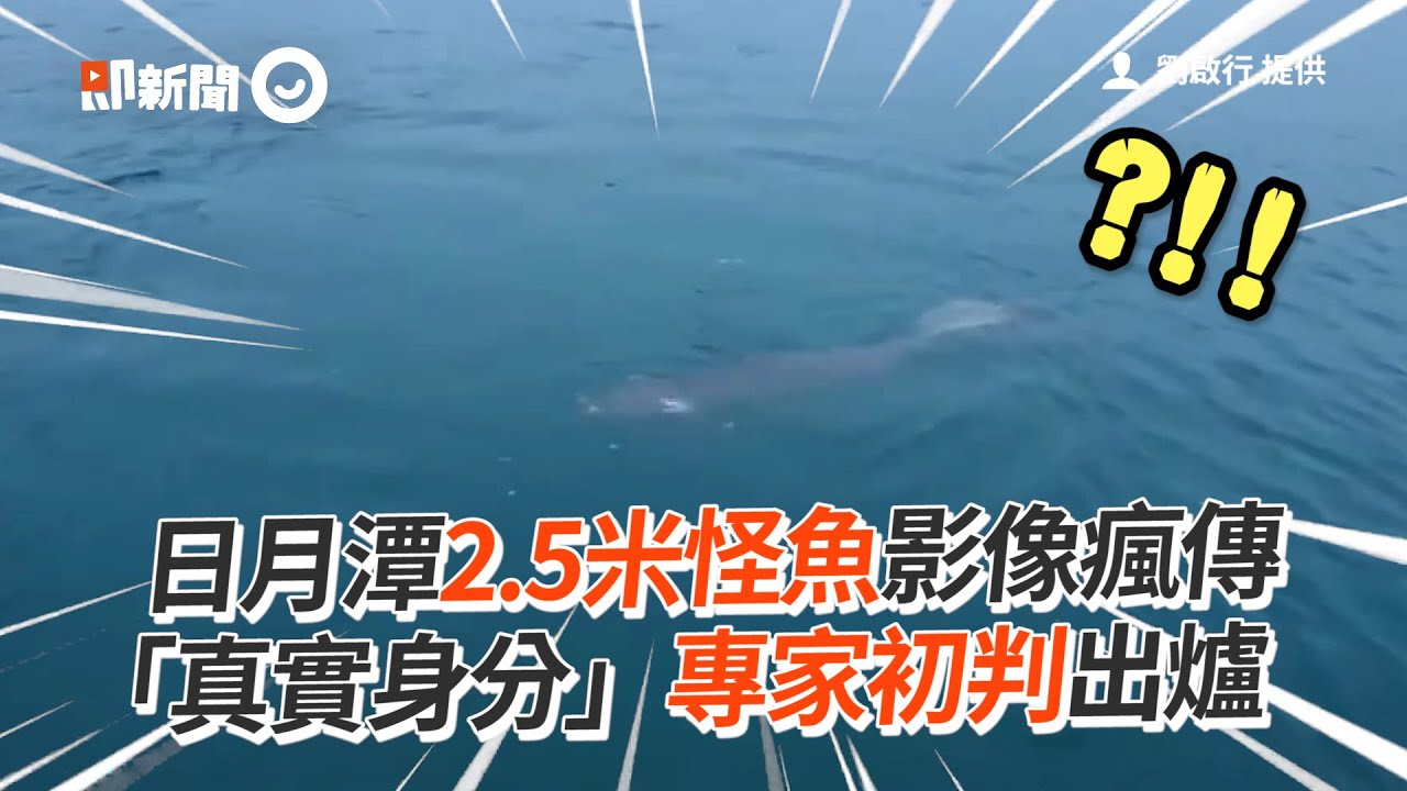 日月潭2.5米怪魚影像瘋傳　真實身分是牠！！｜南投｜水怪｜鱸鰻