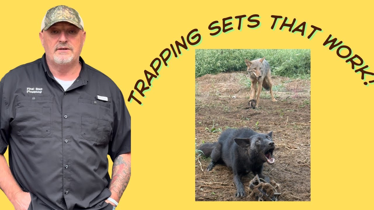 Dirt hole set with no backing! #trapping #coyote #bobcat #wildanimals #wildlife 