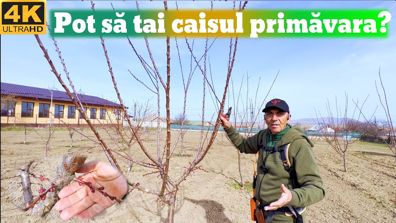 Pot sa Tai Caisul Primavara?✂️🌳🍑
